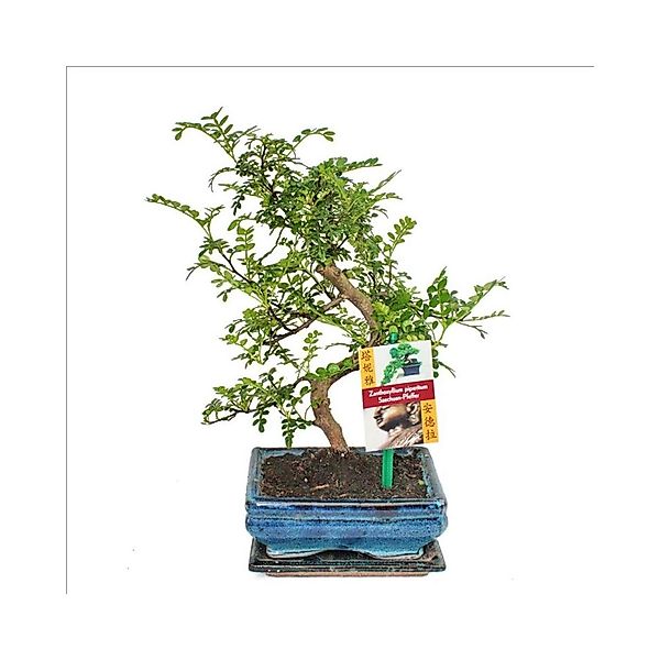 Exotenherz Bonsai Szechuan-Pfeffer Zanthoxylum Piperitum ca. 6 Jahre günstig online kaufen