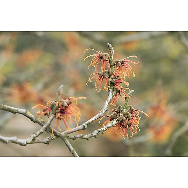 Hamamelis Intermedia Jelena Zaubernuss Kupferorange 60–80 cm günstig online kaufen
