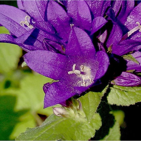 Knäulglockenblume - Campanula glomerata günstig online kaufen