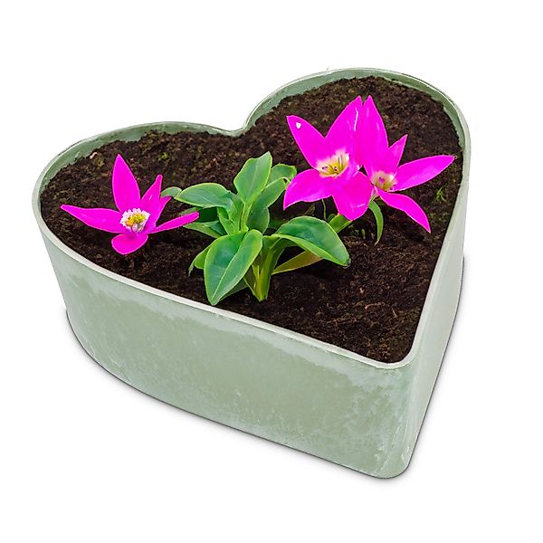 matches21 HOME & HOBBY Blumentopf Herz günstig online kaufen