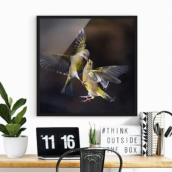 Bild mit Rahmen Küssende Kolibris günstig online kaufen