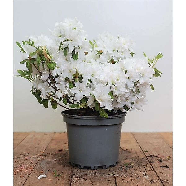 Rhododendron Obt. Kermesina Alba Weiß 15–20 cm günstig online kaufen