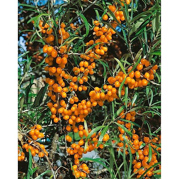 Pflanzen für Dich Gehölze Hippophae rham. Friesdorfer Orange, 1 St., Sanddo günstig online kaufen