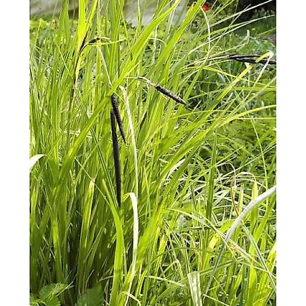 Scharfe Segge - Carex acuta günstig online kaufen