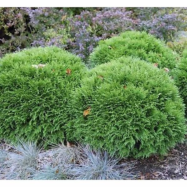 Bubikopf Lebensbaum Mr Bowling Ball 25-30cm - Thuja occidentalis günstig online kaufen