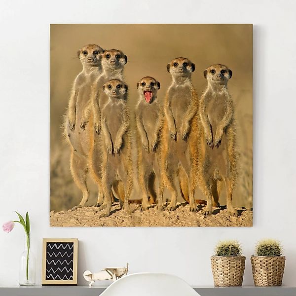 Leinwandbild Tiere - Quadrat Meerkat Family günstig online kaufen