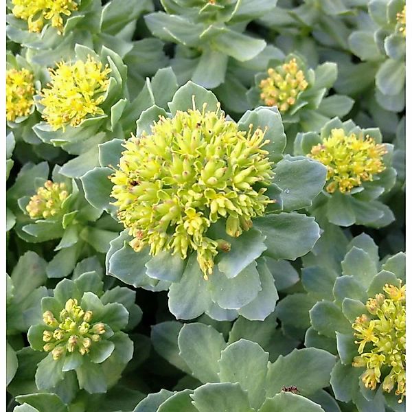 Rosenwurz - Rhodiola rosea günstig online kaufen