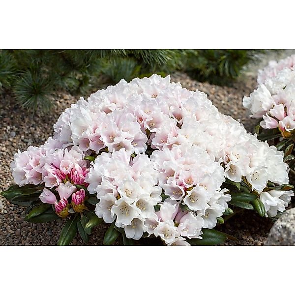Rhododendron Yakushimanum Edelweiß Weiß 20–25 cm günstig online kaufen