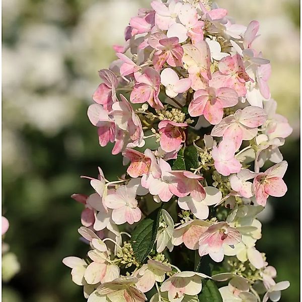 Rispenhortensie Magical Fire 30-40cm - Hydrangea paniculata günstig online kaufen