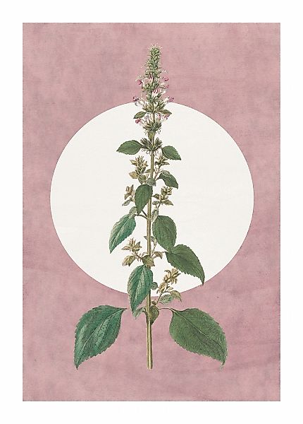Komar Bild "Menthe en Croissance" Natur 1 Stk. tlg. Wandbild zur Dekoration günstig online kaufen