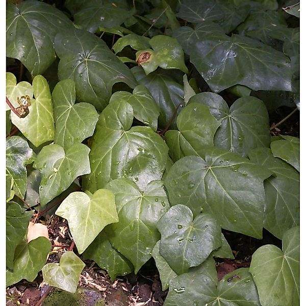 Nordafrikanischer Efeu grün 40-60cm - Hedera algeriensis günstig online kaufen