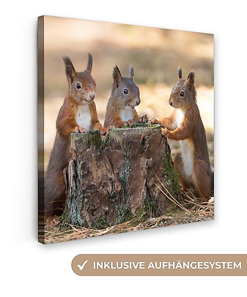 OneMillionCanvasses® Leinwandbild Drei Eichhörnchen um abgehackten günstig online kaufen