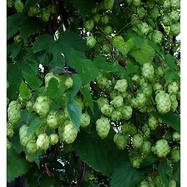 Hopfen Opal 40-60cm - Humulus,upulus günstig online kaufen