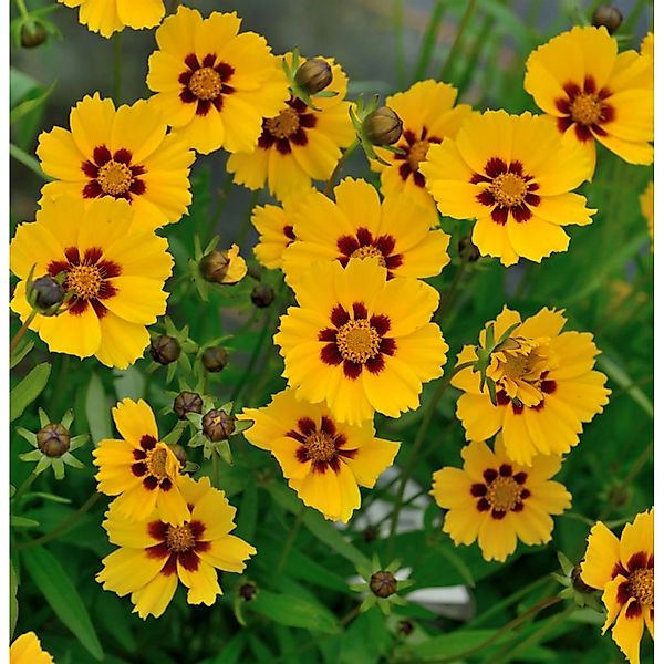 Mädchenauge Baby Gold - Coreopsis lanceolata günstig online kaufen