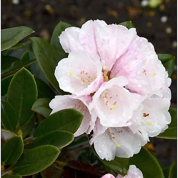 Rhododendron Silbervelours 50-60cm - Rhododendron pachysanthum günstig online kaufen