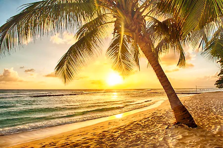 Papermoon Fototapete »Barbados Palm Beach« glatt günstig online kaufen