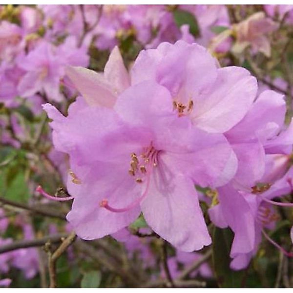 Zwerg Alpenrose Robert Seleger 30-40cm - Rhododendron keleticum günstig online kaufen