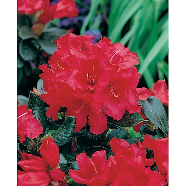 OBI Rhododendron Brisanz Rot Höhe ca. 20 - 30 cm Topf ca. 4 l Rhododendron günstig online kaufen