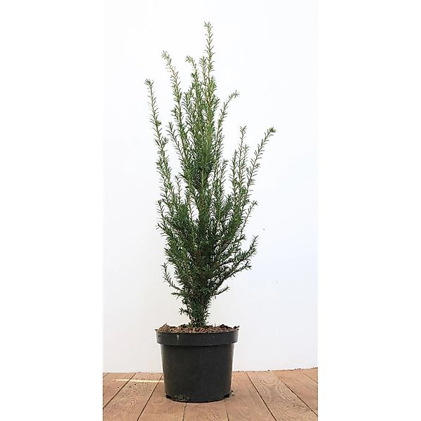 Taxus baccata 50-60 cm günstig online kaufen
