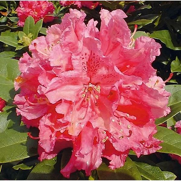 Großblumige Rhododendron Rocket 30-40cm - Alpenrose günstig online kaufen