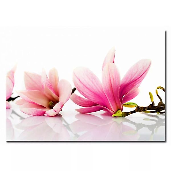 Bild auf Leinwand Magnolia Blume XXL günstig online kaufen