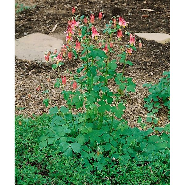 Aquilegia Canadensis Wildakelei Ca. 9x9 cm Topf günstig online kaufen