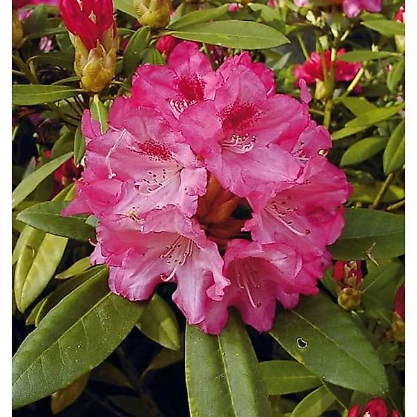 Hochstamm Rhododendron Sneezy 60-80cm - Alpenrose günstig online kaufen