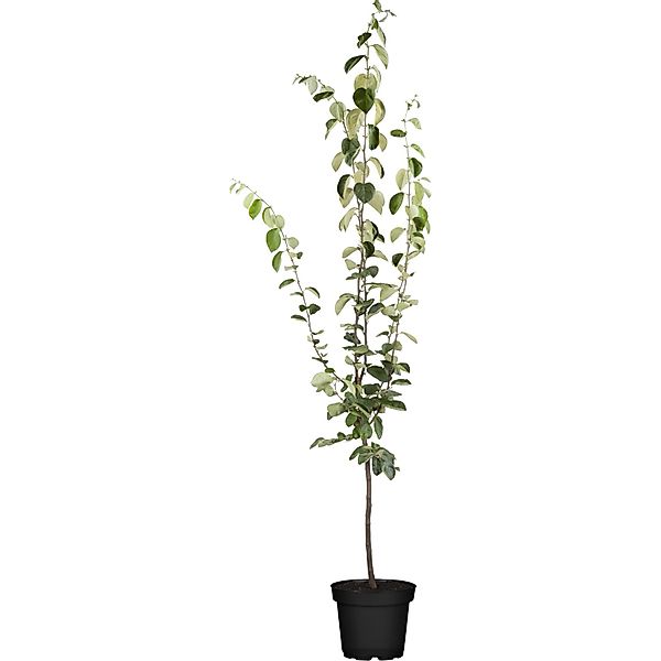 GROW by OBI Bio Birnenquitte Gelbgrün Höhe ca. 120 - 140 cm Topf ca. 7 l günstig online kaufen