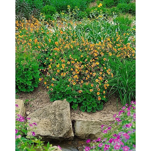 Geum X Heldreichii Georgenberg Nelkenwurz Ca. 9x9 cm Topf günstig online kaufen