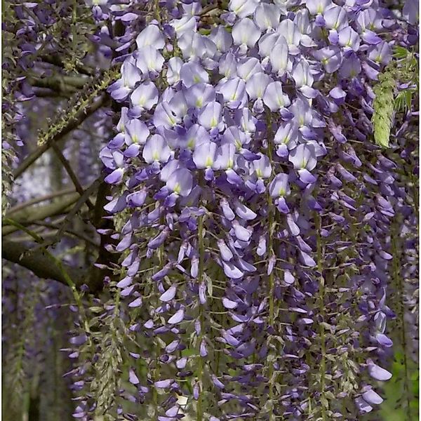 Blauregen Blue Dream 60-80cm - Wisteria floribunda günstig online kaufen