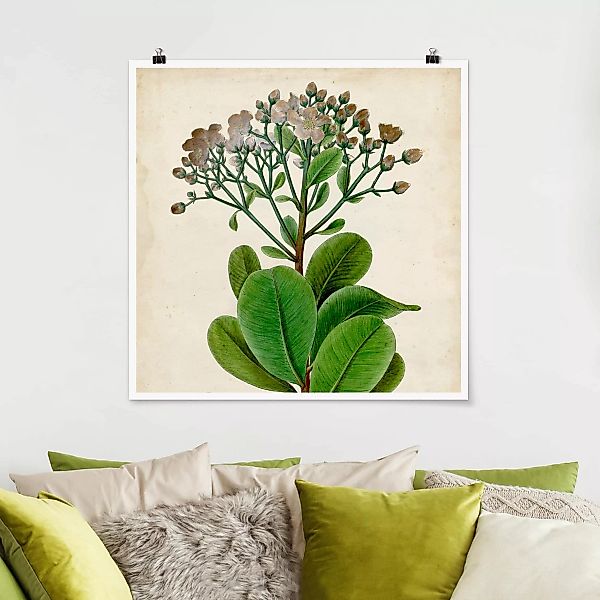 Poster Blumen - Quadrat Laubbaum Schautafel VIII günstig online kaufen