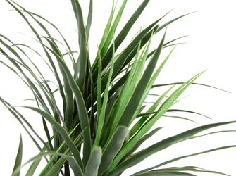 I.GE.A. Kunstbaum "Palme Dracena im Topf künstlich Pflanze Dracenapalme Zim günstig online kaufen
