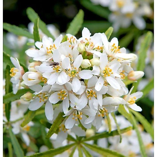 Orangenblume Little Bee 40-60cm - Choisya dewitteana günstig online kaufen