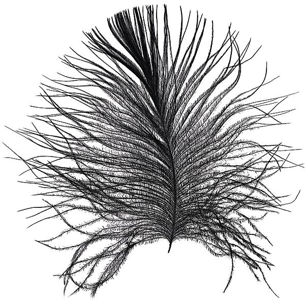 Komar Bild "Feather White" Federn 1 Stk. tlg. Wandbild zur Dekoration - ohn günstig online kaufen