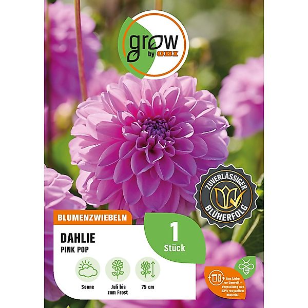 GROW by OBI Dahlie Pink Pop Höhe ca. 75 cm günstig online kaufen