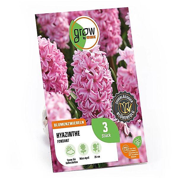 GROW by OBI Hyazinthe Fondant Rosa 3 Stück Hyacinthus orientalis Fondant günstig online kaufen