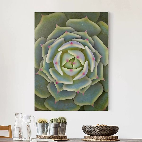 Leinwandbild - Hochformat Sukkulente - Echeveria Ben Badis günstig online kaufen