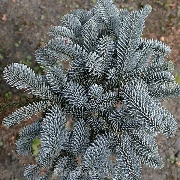 Blaue Edeltanne 80-100cm - Abies procera günstig online kaufen