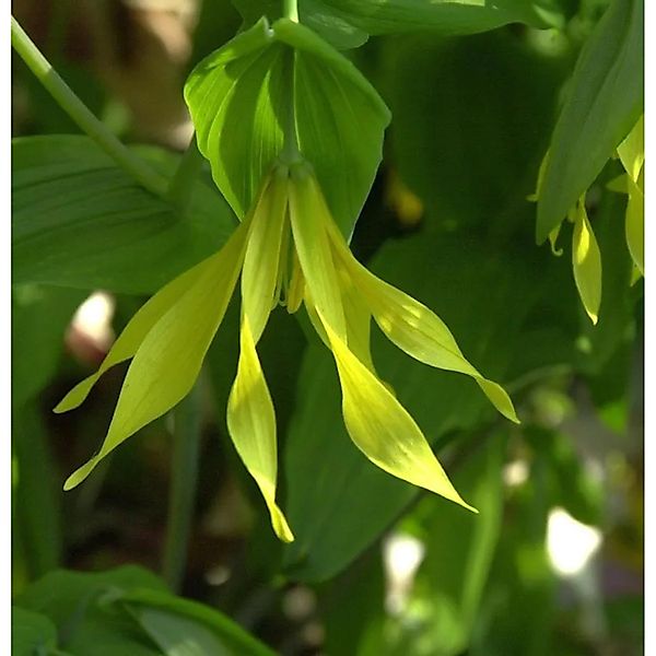 Trauerglocke - Uvularia sessilifolia günstig online kaufen