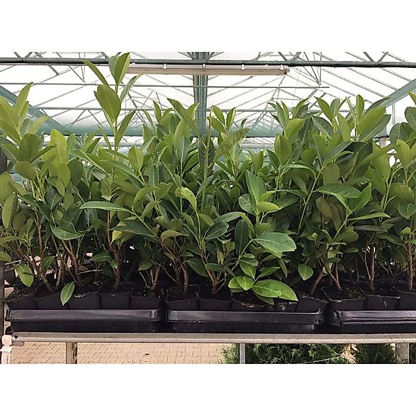 Prunus,aurocerasus 'Novita' ca. 9x9 cm Topf 30-40cm günstig online kaufen