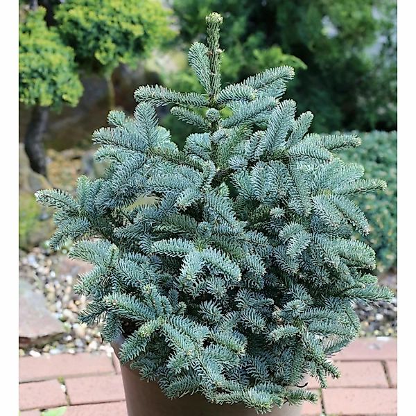 Kompakte Silbertanne Obrighoven 30-40cm - Abies procera günstig online kaufen