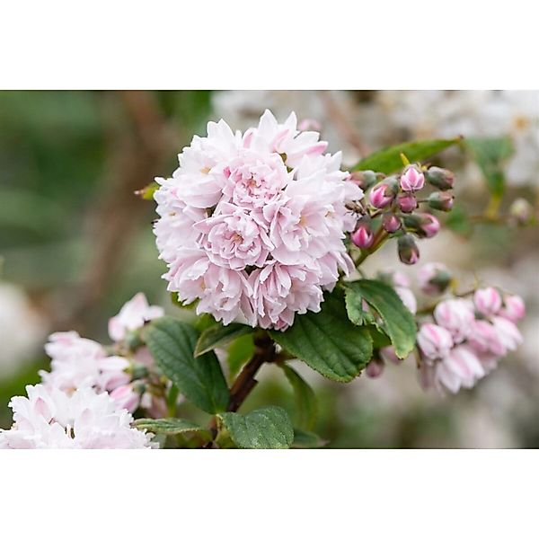 Deutzia Hybrida Maiblumenstrauch 60- 100 cm günstig online kaufen