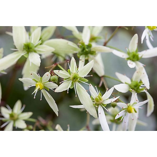 Saxifraga Cortusifolia Var.fortunei Herbst Steinbrech Ca. 9x9 cm Topf günstig online kaufen