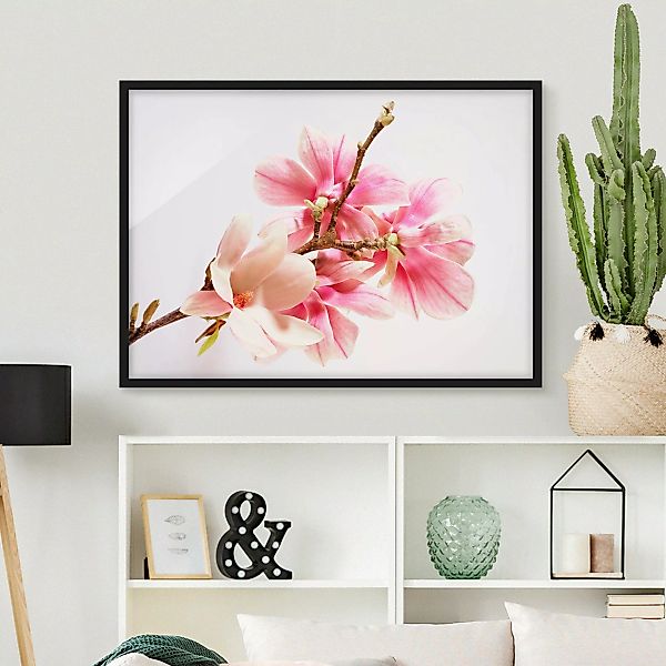 Bild mit Rahmen Küche - Querformat Magnolienblüten günstig online kaufen