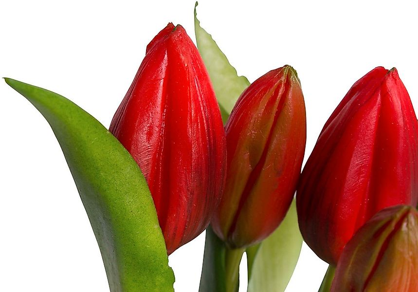 Kunstblume Tulpenpflanze mit 5 Knospen, my günstig online kaufen