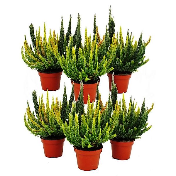 Exotenherz Calluna Green Nature Grüne Besenheide Heidekraut Winterhart 11cm günstig online kaufen