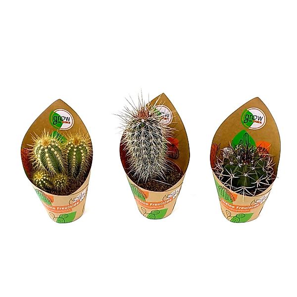 GROW by OBI Kaktus 3-fach sortiert Topf-Ø ca. 8,5 cm günstig online kaufen