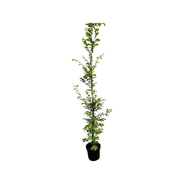 Carpinus betulus 175-200 cm günstig online kaufen