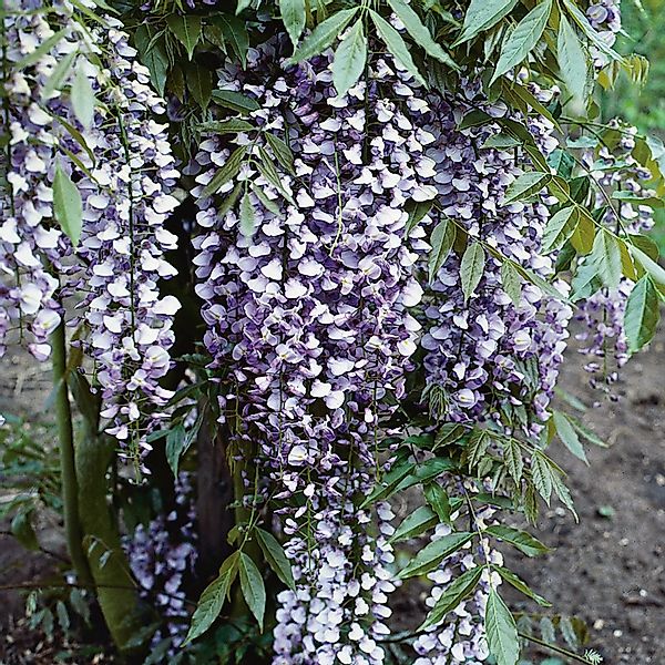 GROW by OBI Blauregen Mix Höhe ca. 80 cm Topf ca. 6 l Wisteria günstig online kaufen