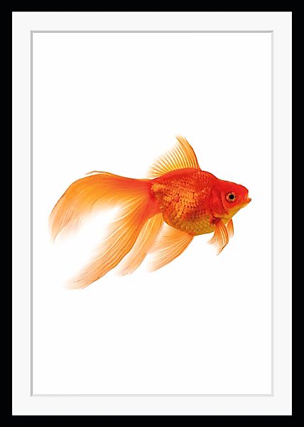 queence Bild "Goldi", Fisch & Meeresfrüchte-Kunst-Humor, HD Premium Poster- günstig online kaufen